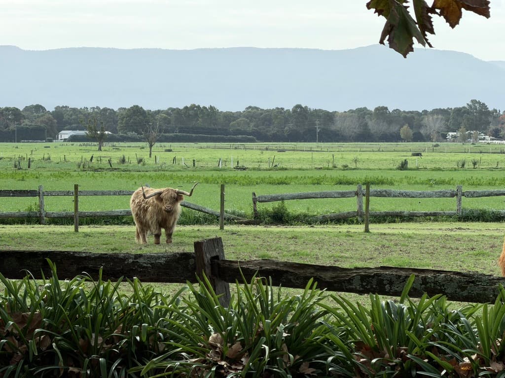 Local Animals